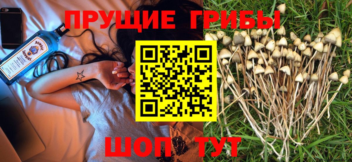 Коряжма  Псилоцибиновые грибы Psilocybine cubensis  Вход с VPN 